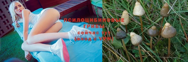 амф Новозыбков