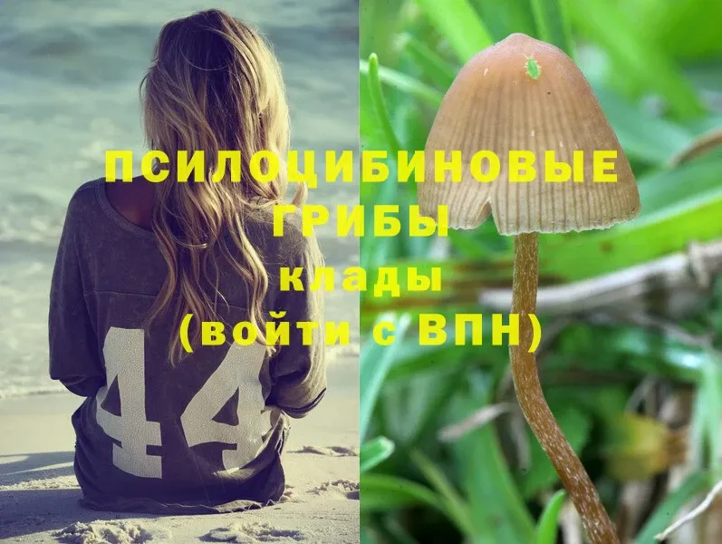 Псилоцибиновые грибы Magic Shrooms  Боготол 