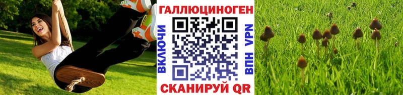 Галлюциногенные грибы Psilocybe  Боготол 